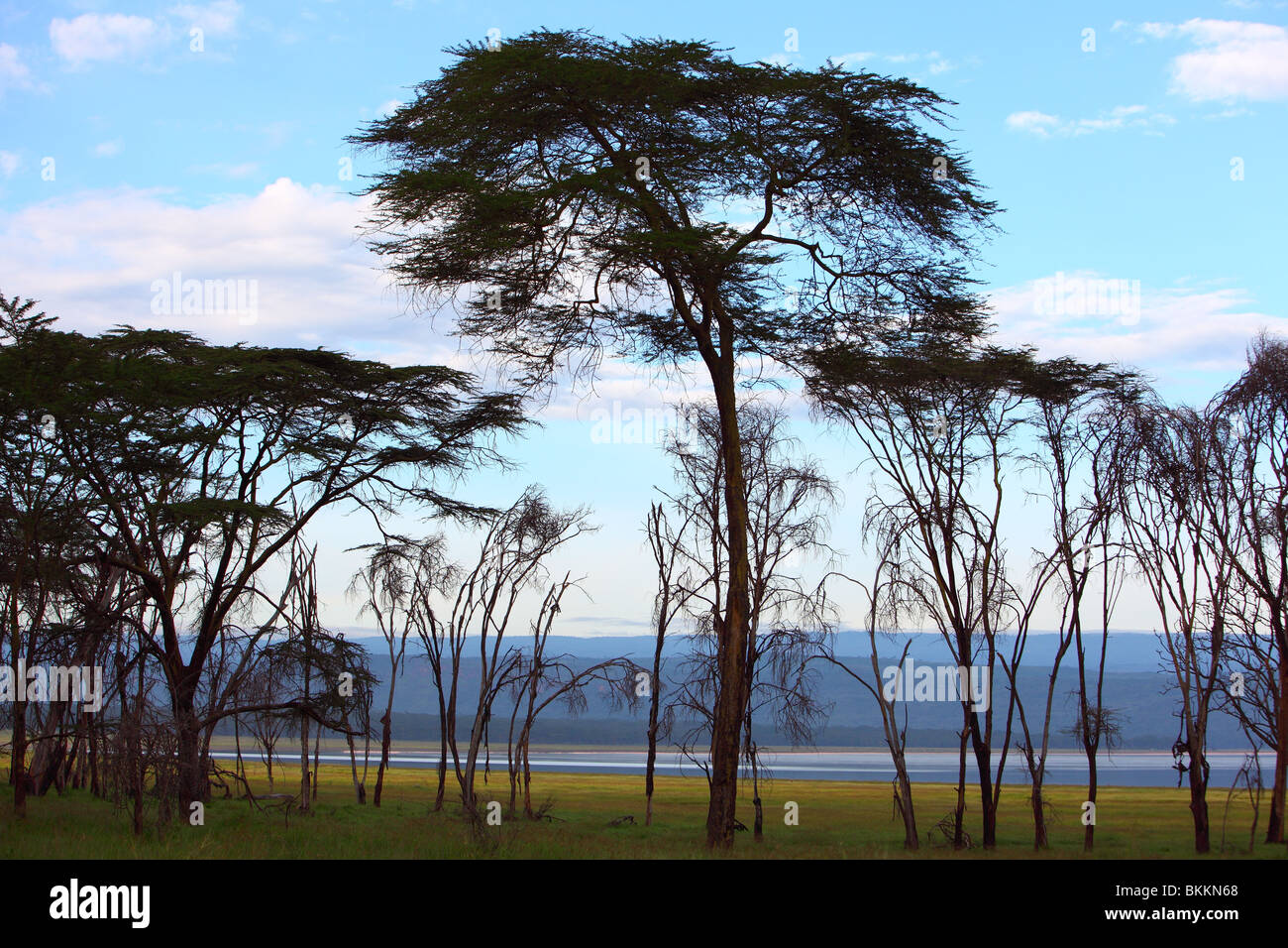 Kenya, Lake Nakuru National Park, green nature landscape Stock Photo ...