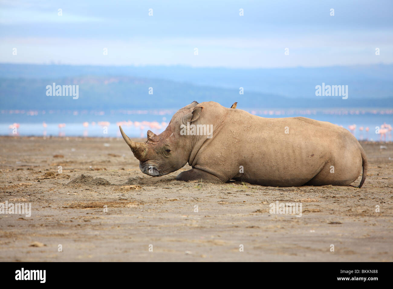 Kenya, Lake Nakuru National Park, rhino, White Rhinoceros ...