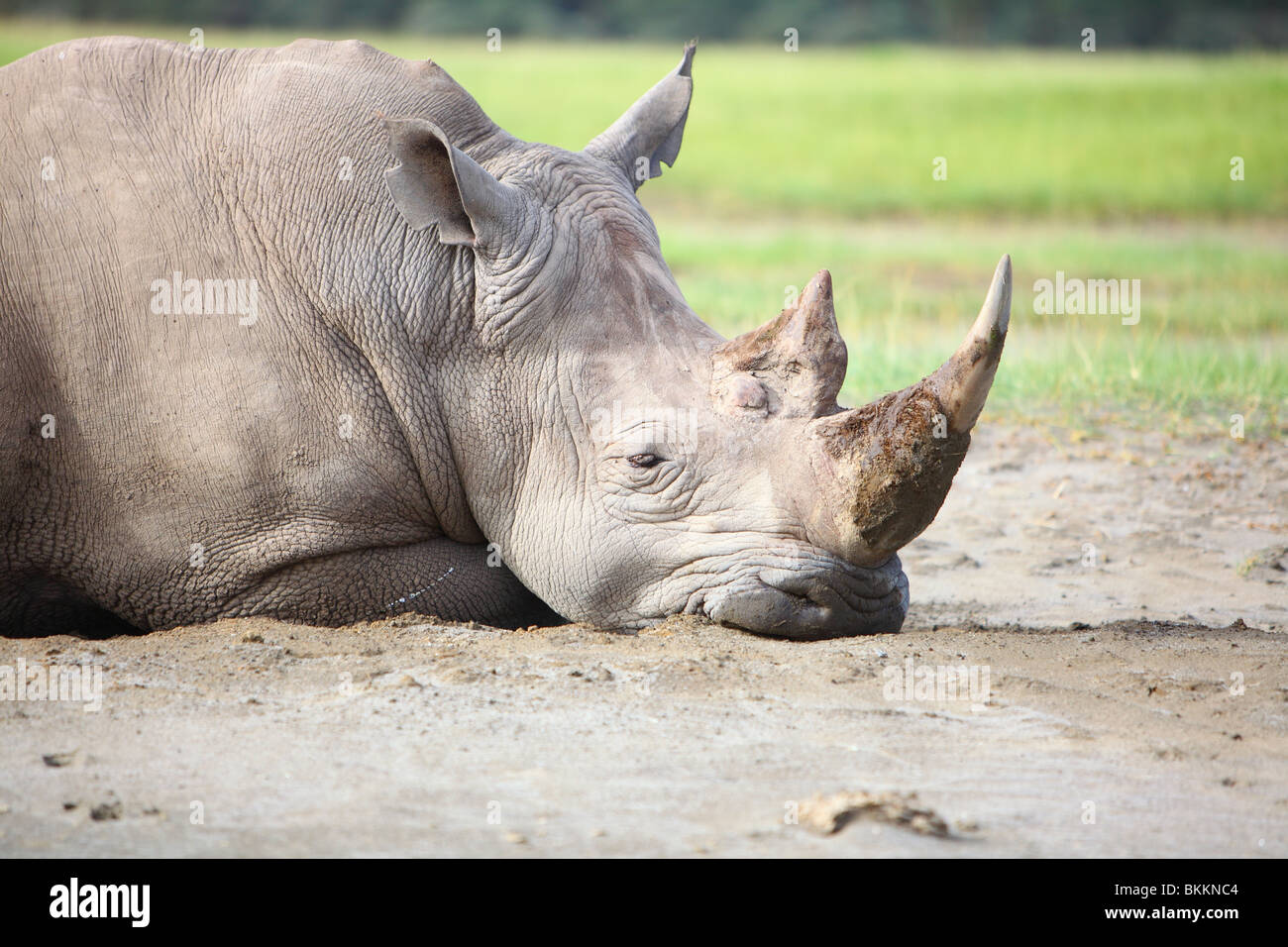 Kenya, Lake Nakuru National Park, rhino, White Rhinoceros, Ceratotherium simum Stock Photo