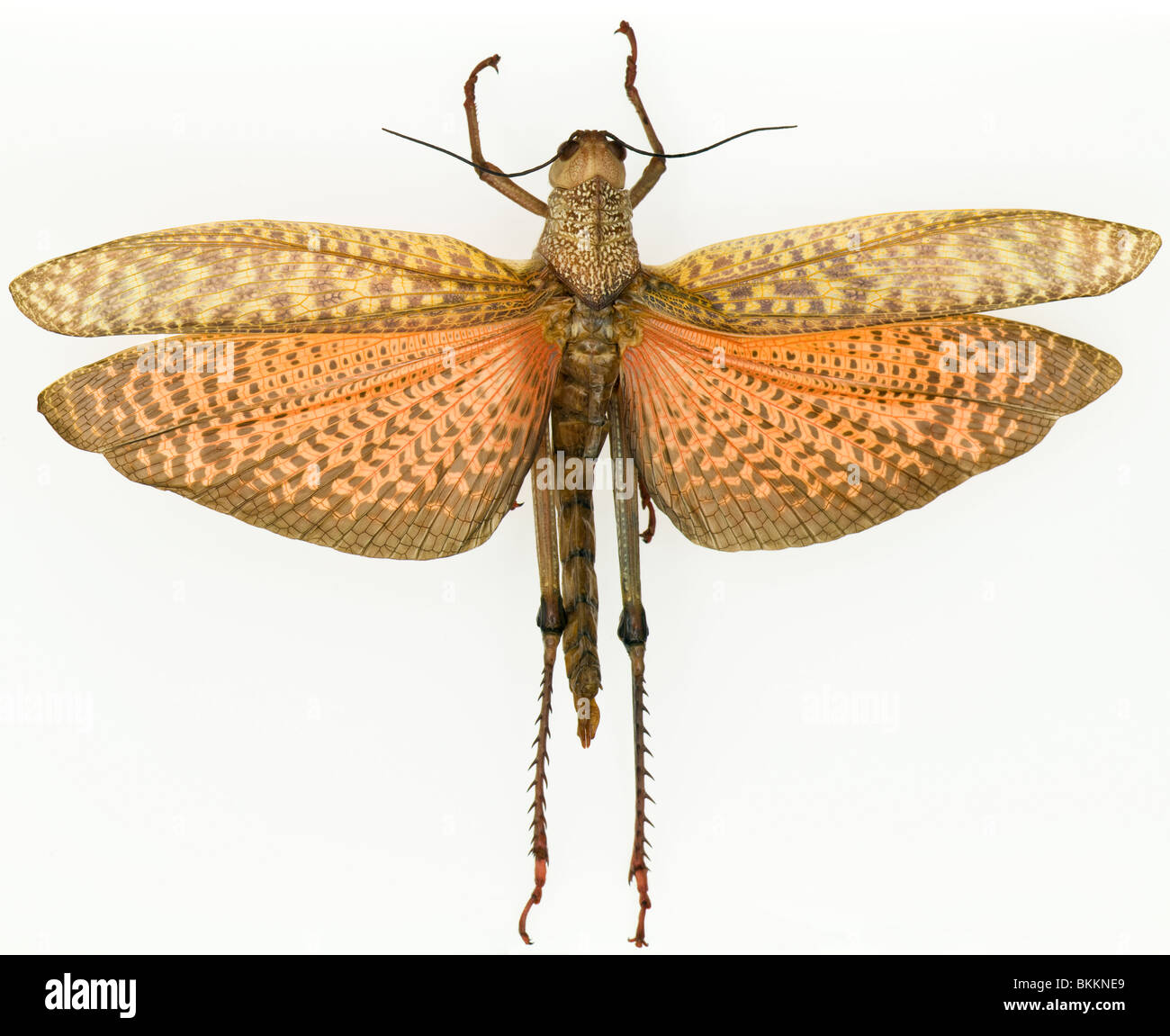 Insect locust hires stock photography and images Alamy