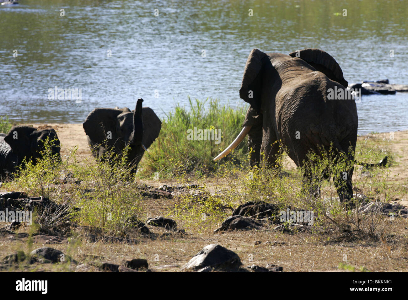 African Elephant, Kruger Park, South Africa Stock Photo