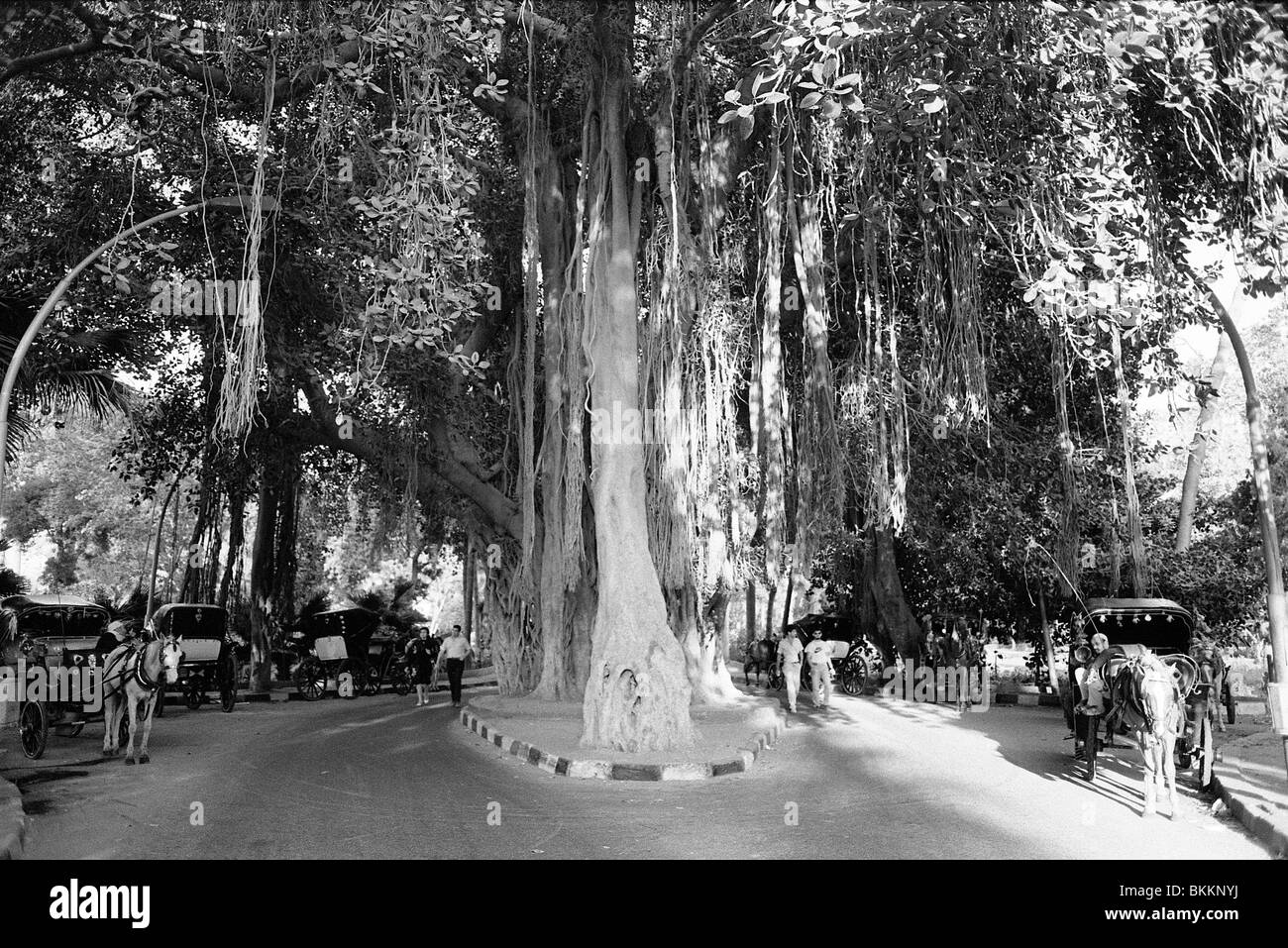 Caleche's lined up under a giant rubber tree on the Island of Gezira in Cairo, Egypt Stock Photo
