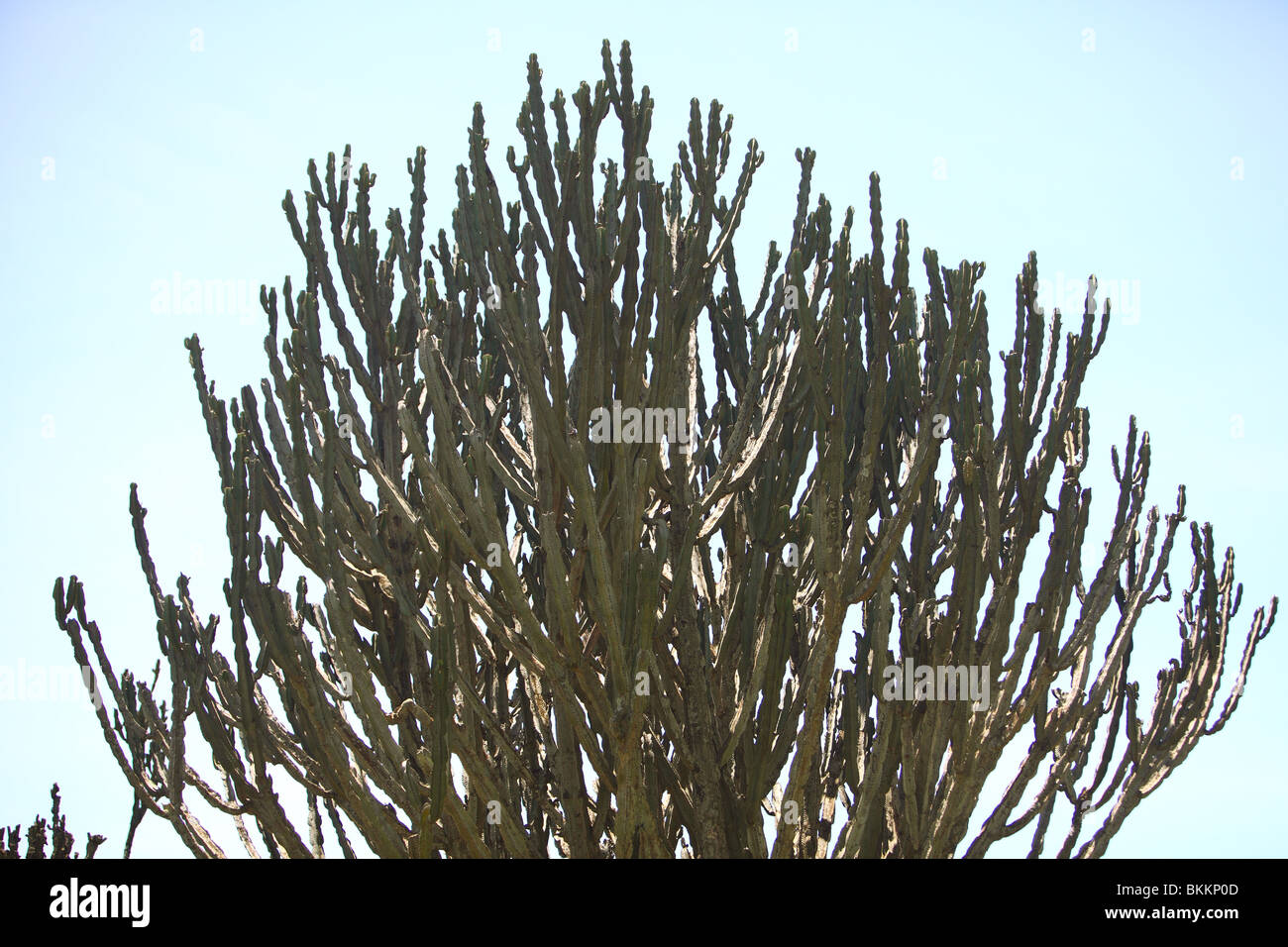 Kenya, Lake Nakuru National Park, succulent, Euphorbia Candelabra