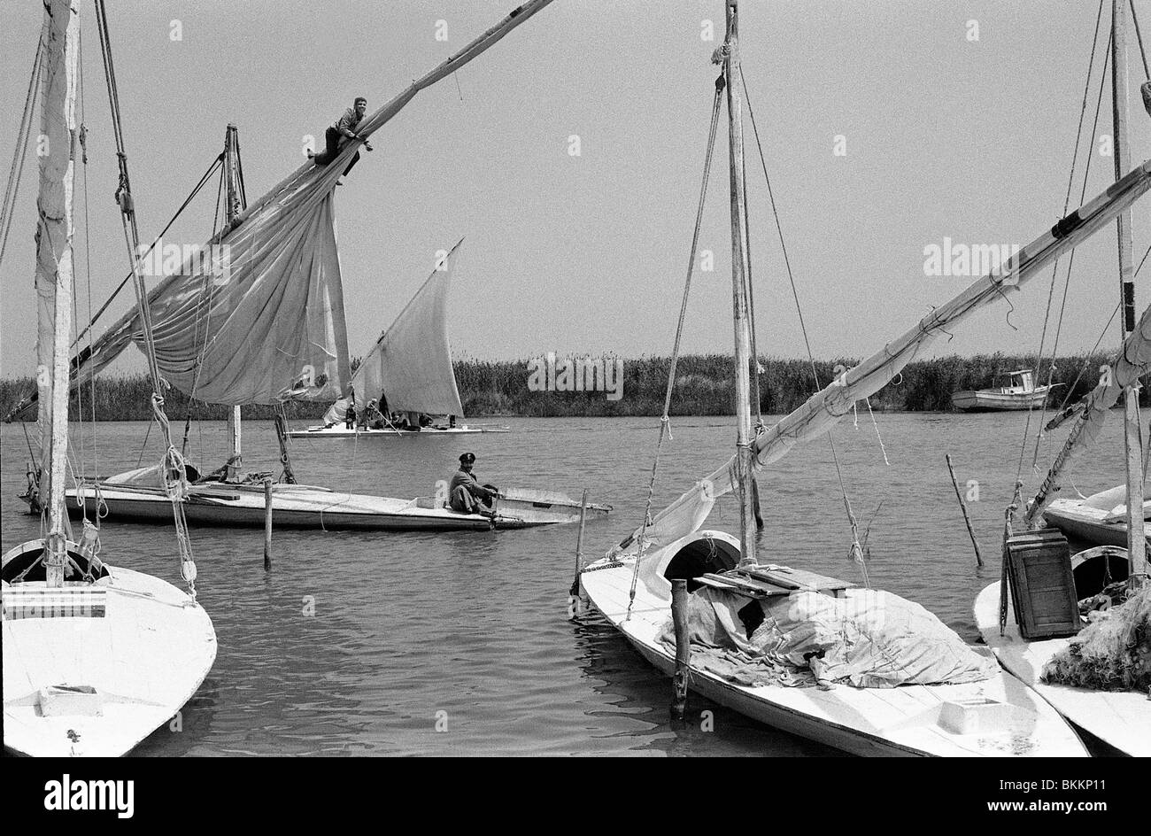 Lake manzala hires stock photography and images Alamy