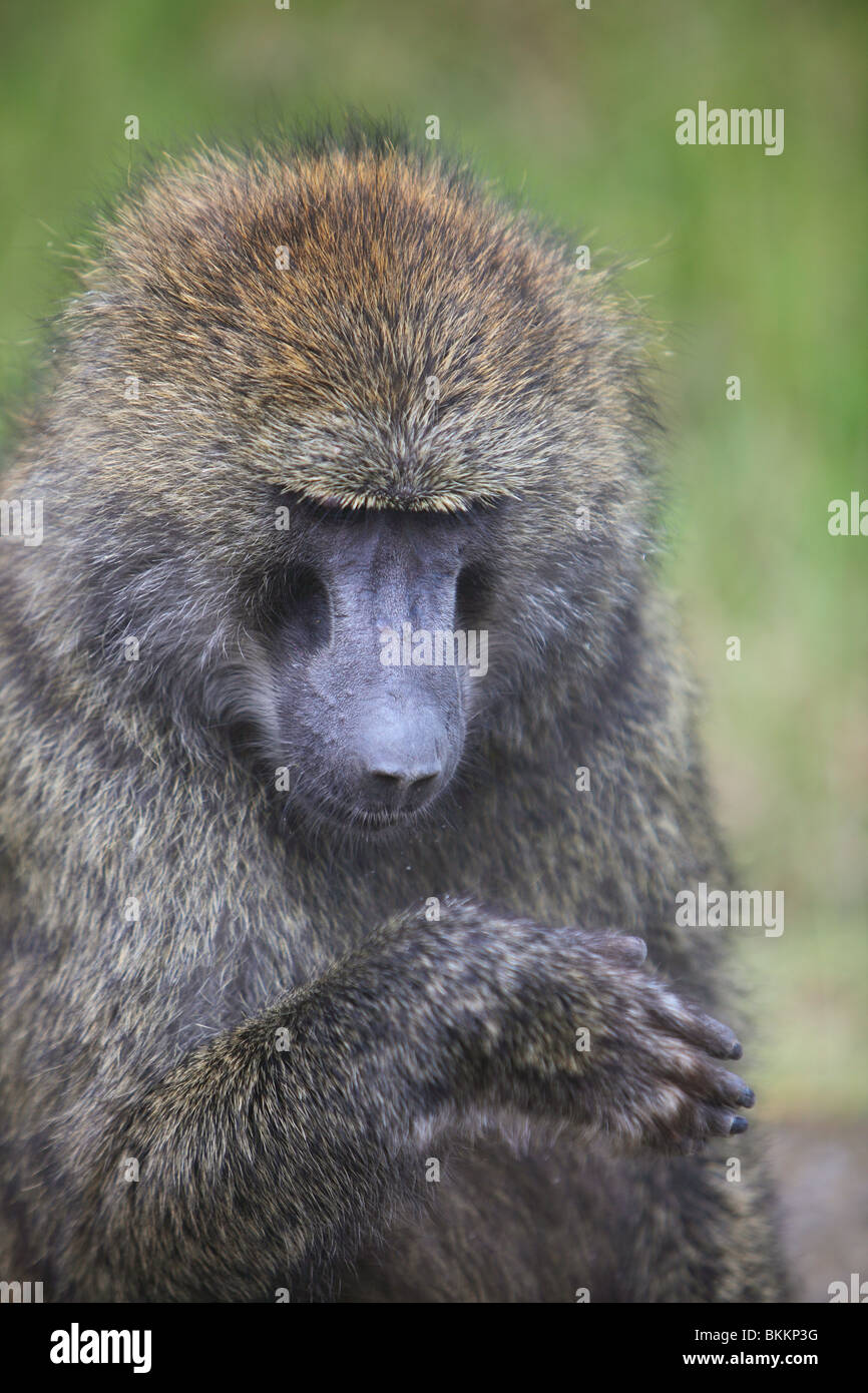 Kenya, Lake Nakuru National Park, baboon, Olive Baboon, Papio anubis, Anubis Baboon Stock Photo