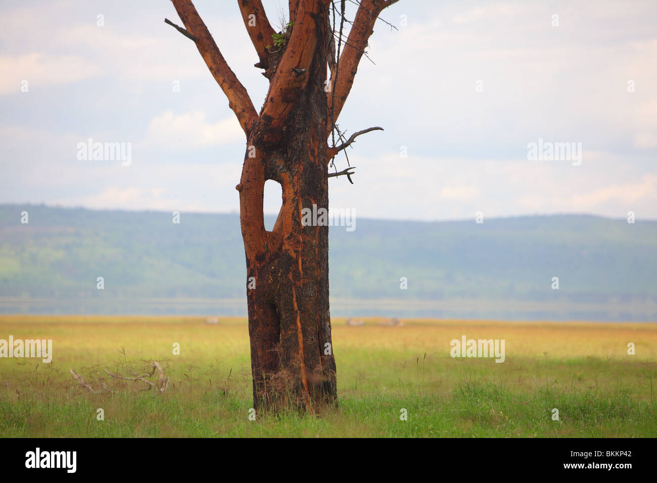 Kenya, Lake Nakuru National Park, landscape nature trees bushland Stock Photo
