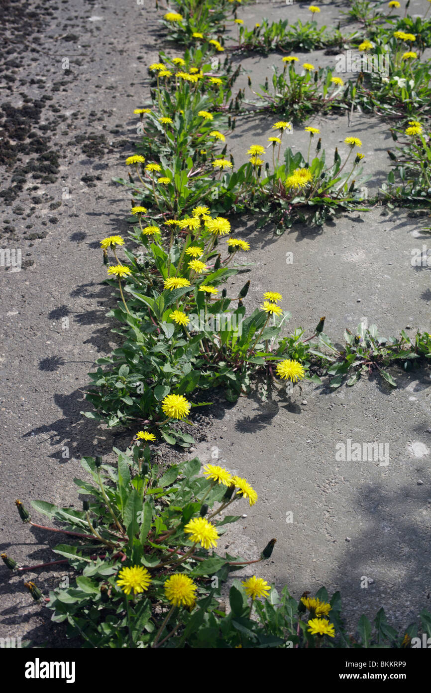 Paving infested with dandelions, moss and other weeds Stock Photo
