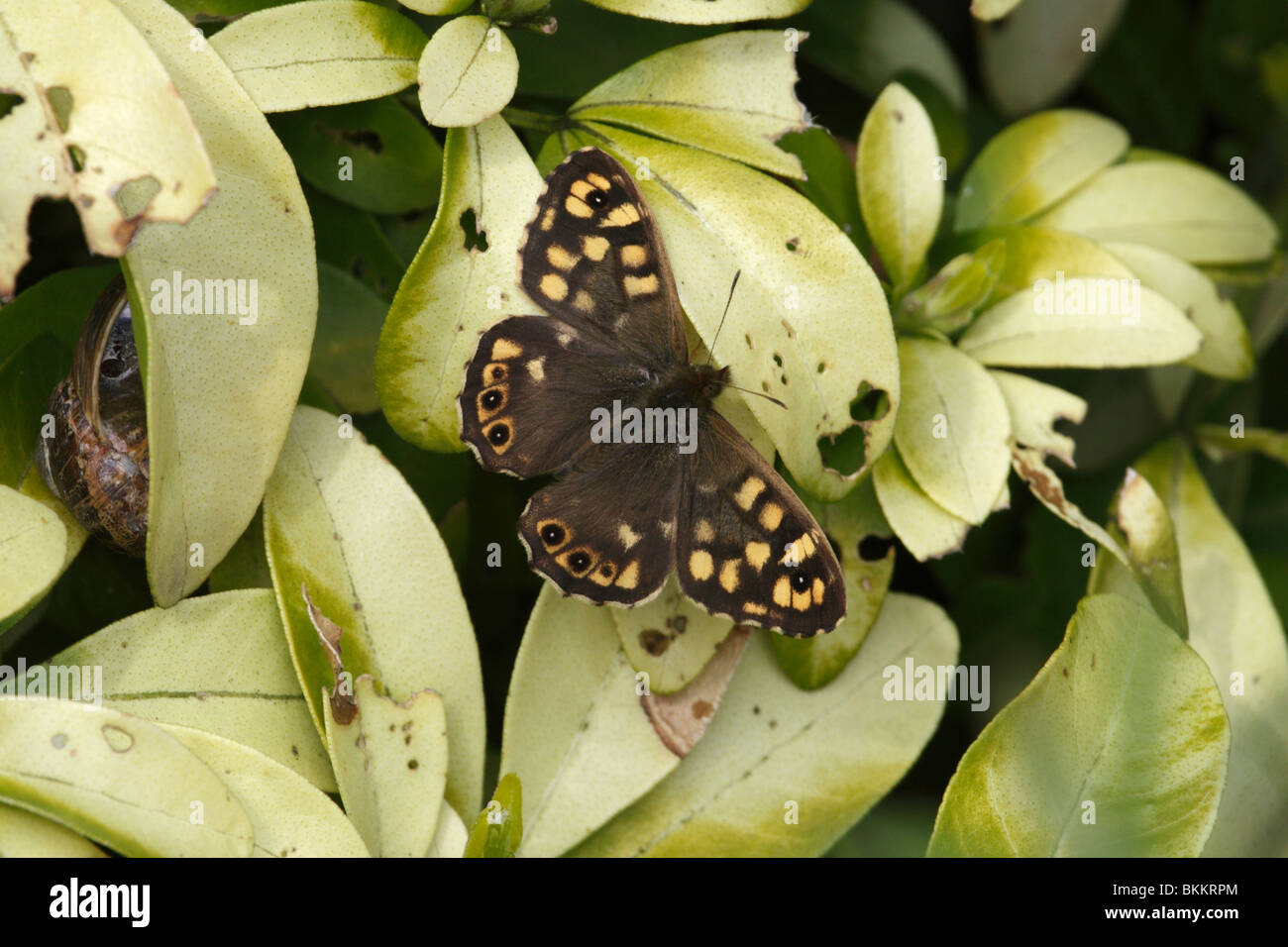 Speckled Wood butterfly Stock Photo