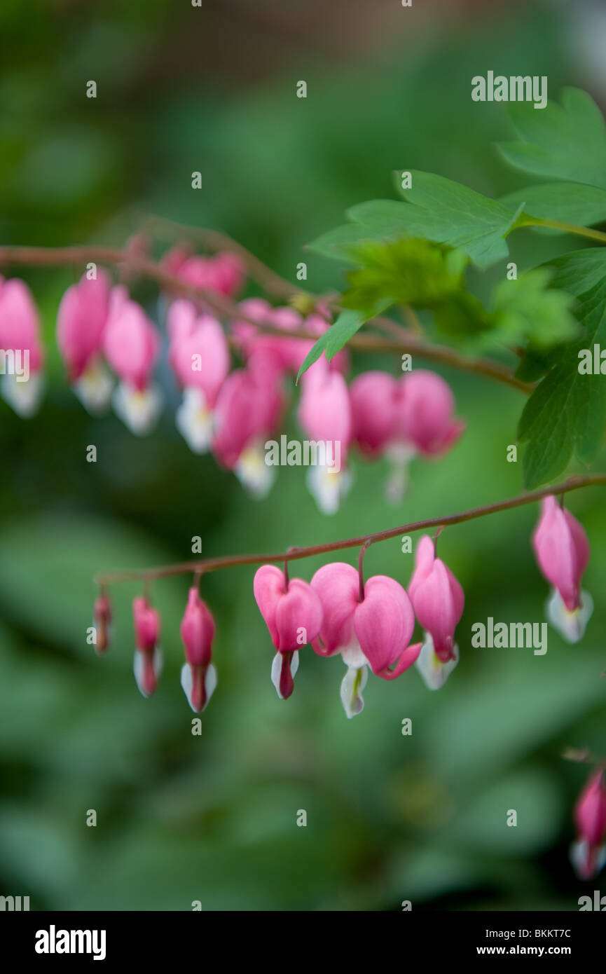 Bleeding Heart, Dicentra spectabilis, flowers in an urban garden, London UK Stock Photo