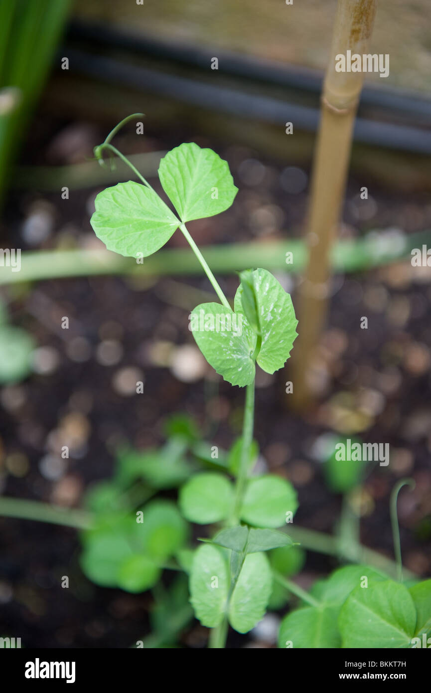 Growing peas from seed hires stock photography and images Alamy