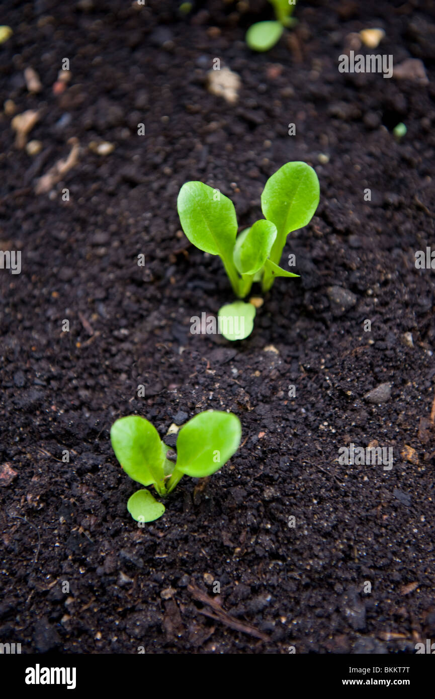 Baby lettuce soil hi-res stock photography and images - Alamy