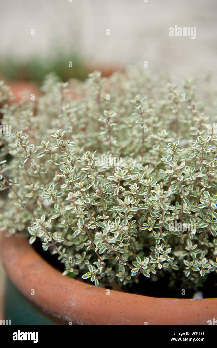 Variegated Golden Lemon Thyme growing in a pot in and urban garden, London UK Stock Photo
