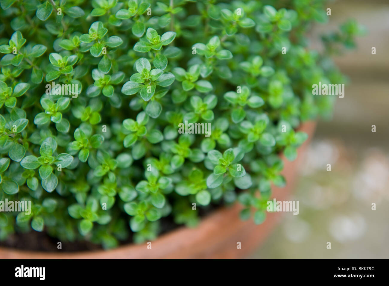 Thyme herb plant growing in a pot in an urban garden, London UK Stock