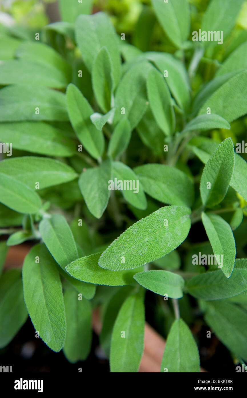 Sage, Salvia officinalis, plant with fresh leaves growing in a large pot in an urban garden, London UK Stock Photo