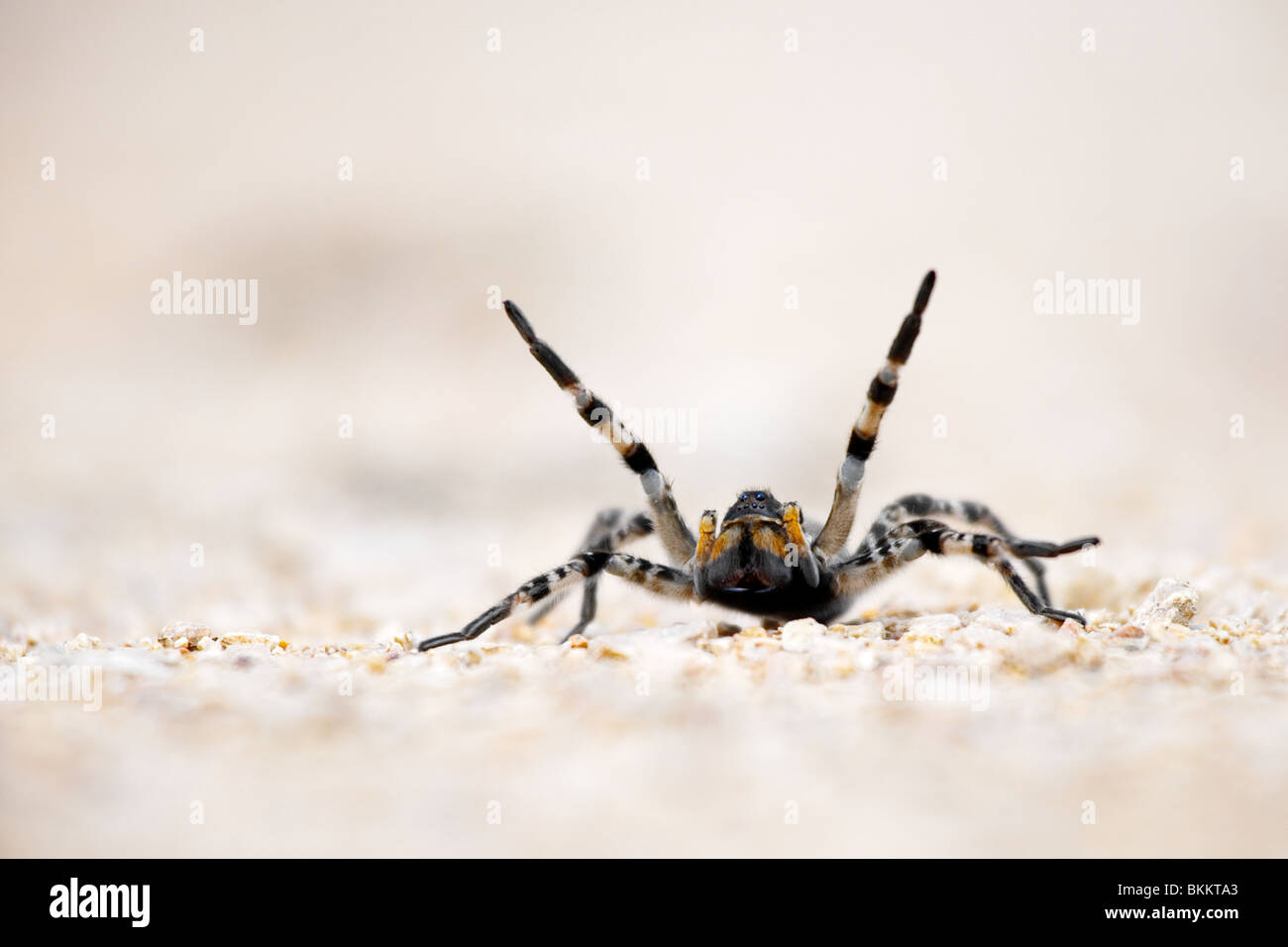 Spider on the ground ( Lycosa, Singoriensis) Stock Photo