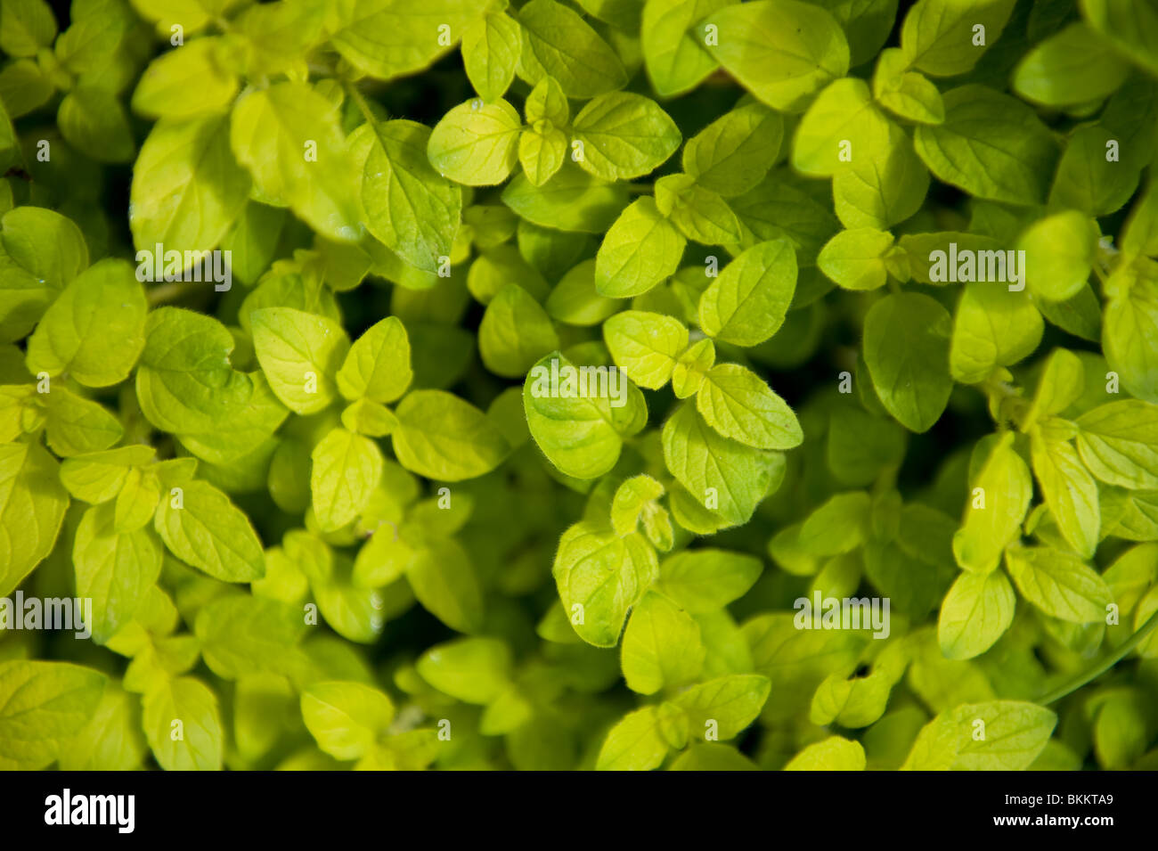 Golden Marjoram, Origanum majorana, growing in a large pot in an urban