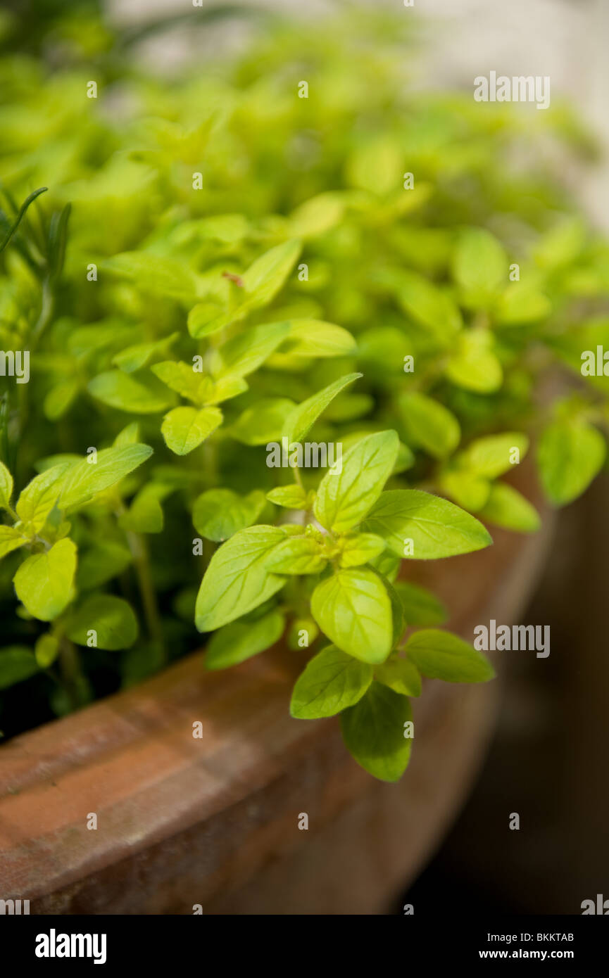 Golden Marjoram, Origanum majorana, growing in a large pot in an urban