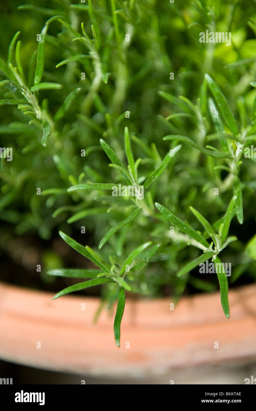 Rosmarinus officinalis plant hires stock photography and images Alamy