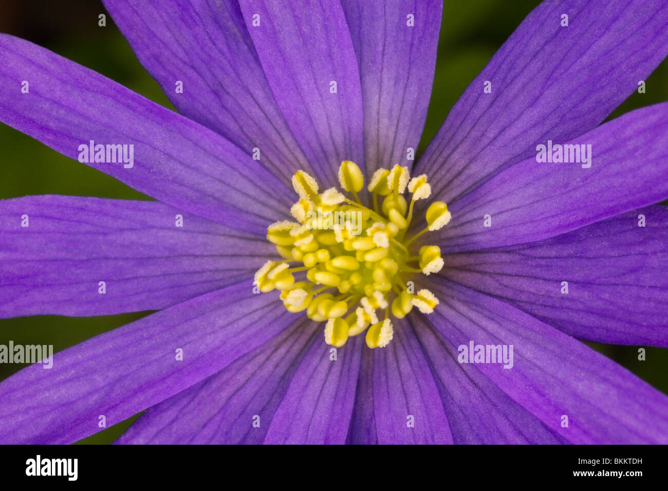 Purple anemone flower fully open in daytime with yellow pollen on central cluster of stamen and anthers Stock Photo