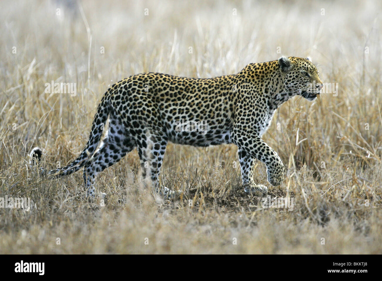 african, leopard, kruger, park, south, africa Stock Photo