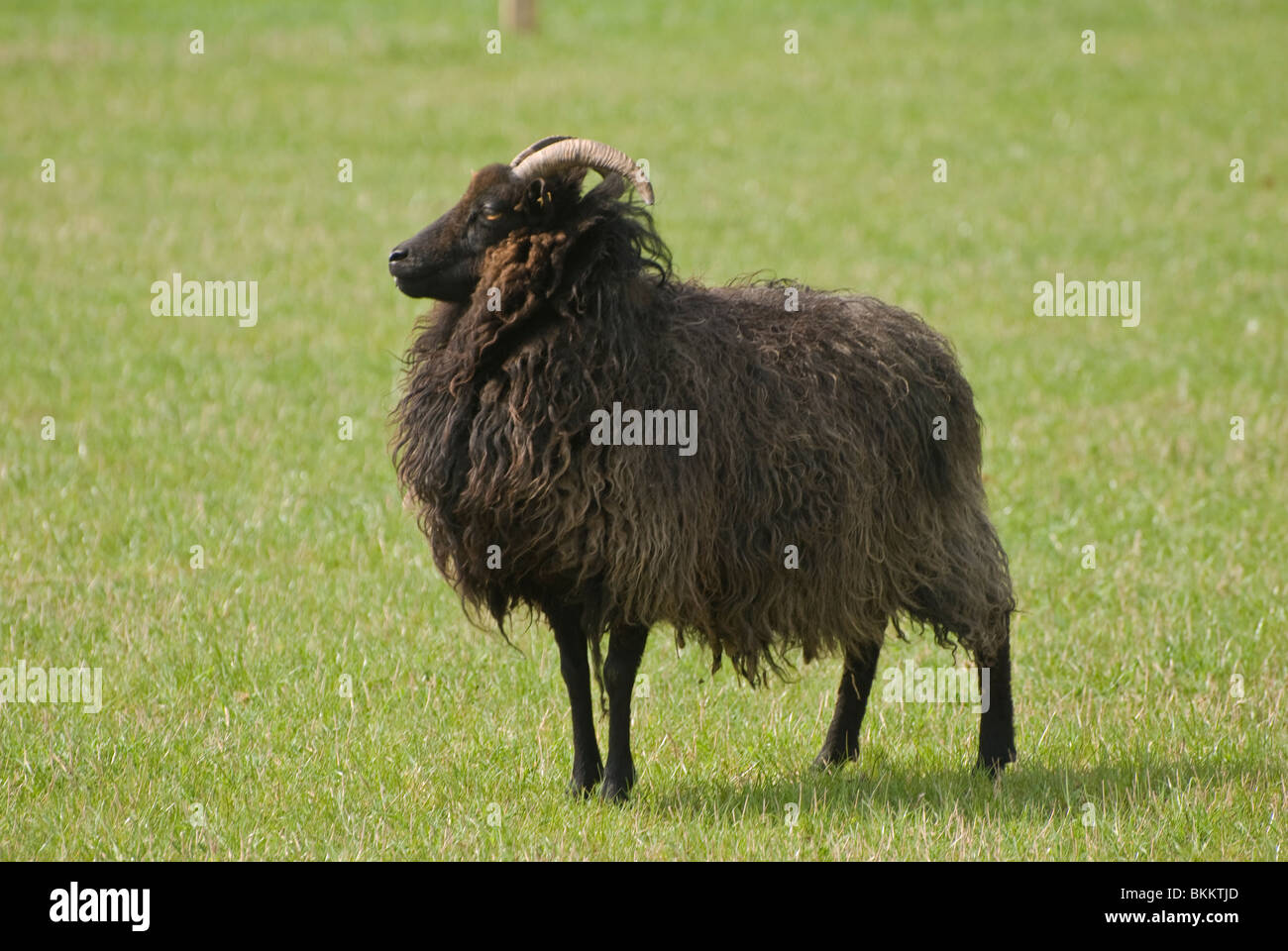 Hebridean lamb hires stock photography and images Alamy