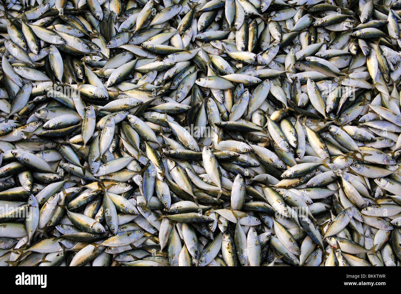 Fresh fish, catch of sardines, Oman Stock Photo Alamy