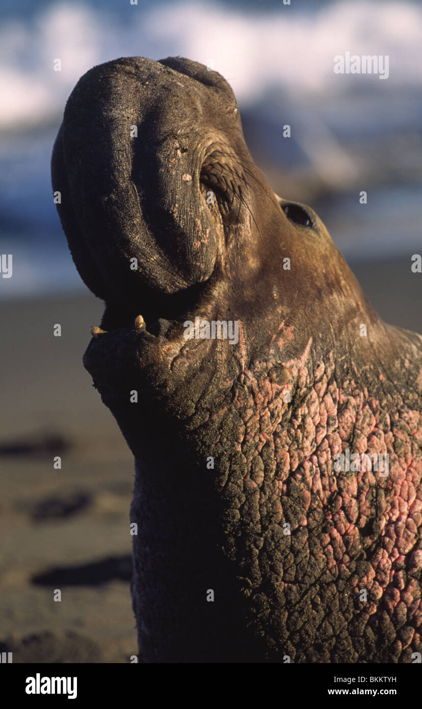 Elephants seals Stock Photo