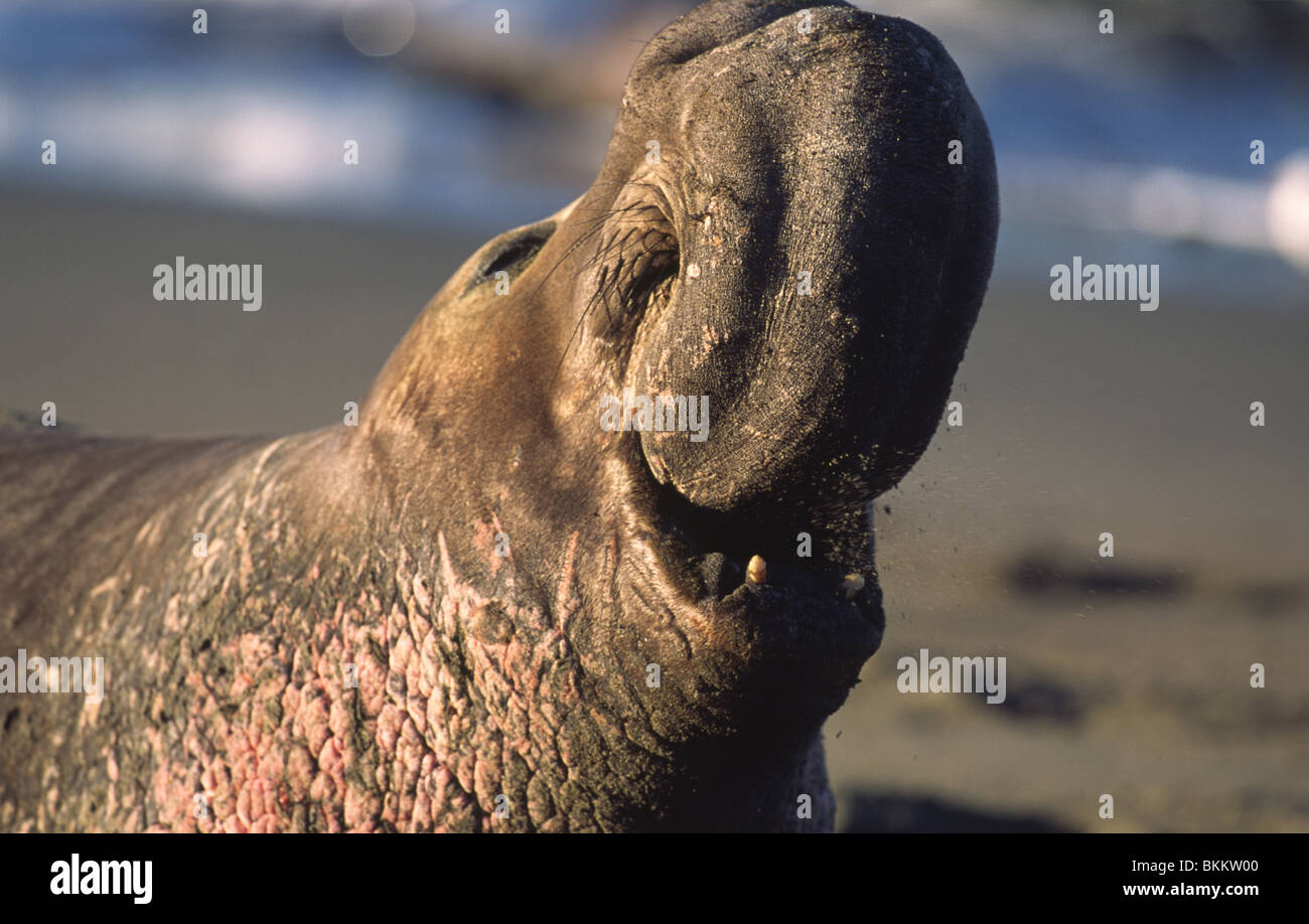 Elephants seals Stock Photo