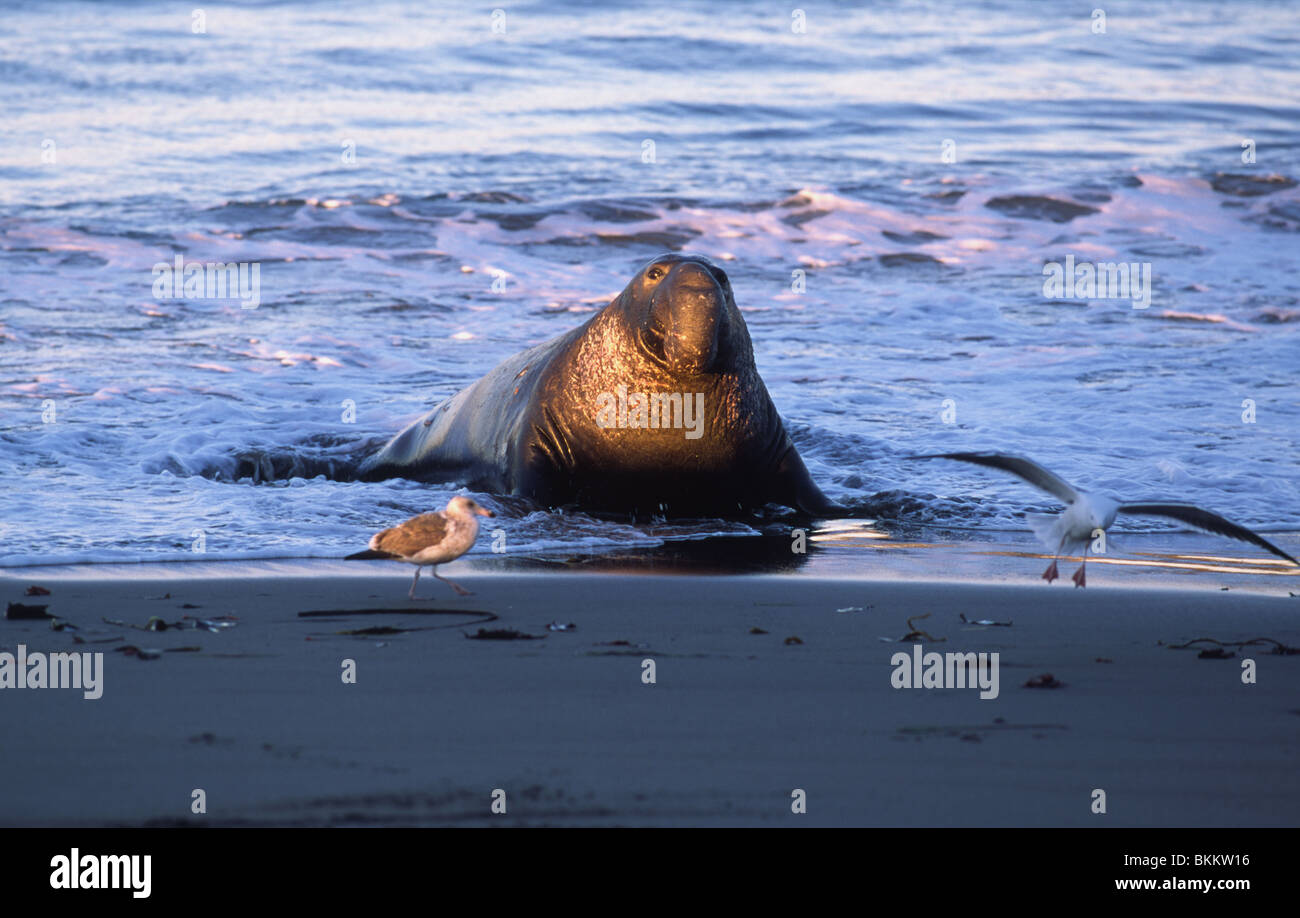 Alpha male elephant hi-res stock photography and images - Alamy