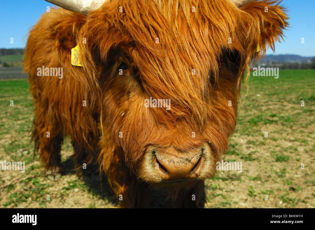 Youngster, red-brown Highland Cattle, Kyloe Stock Photo