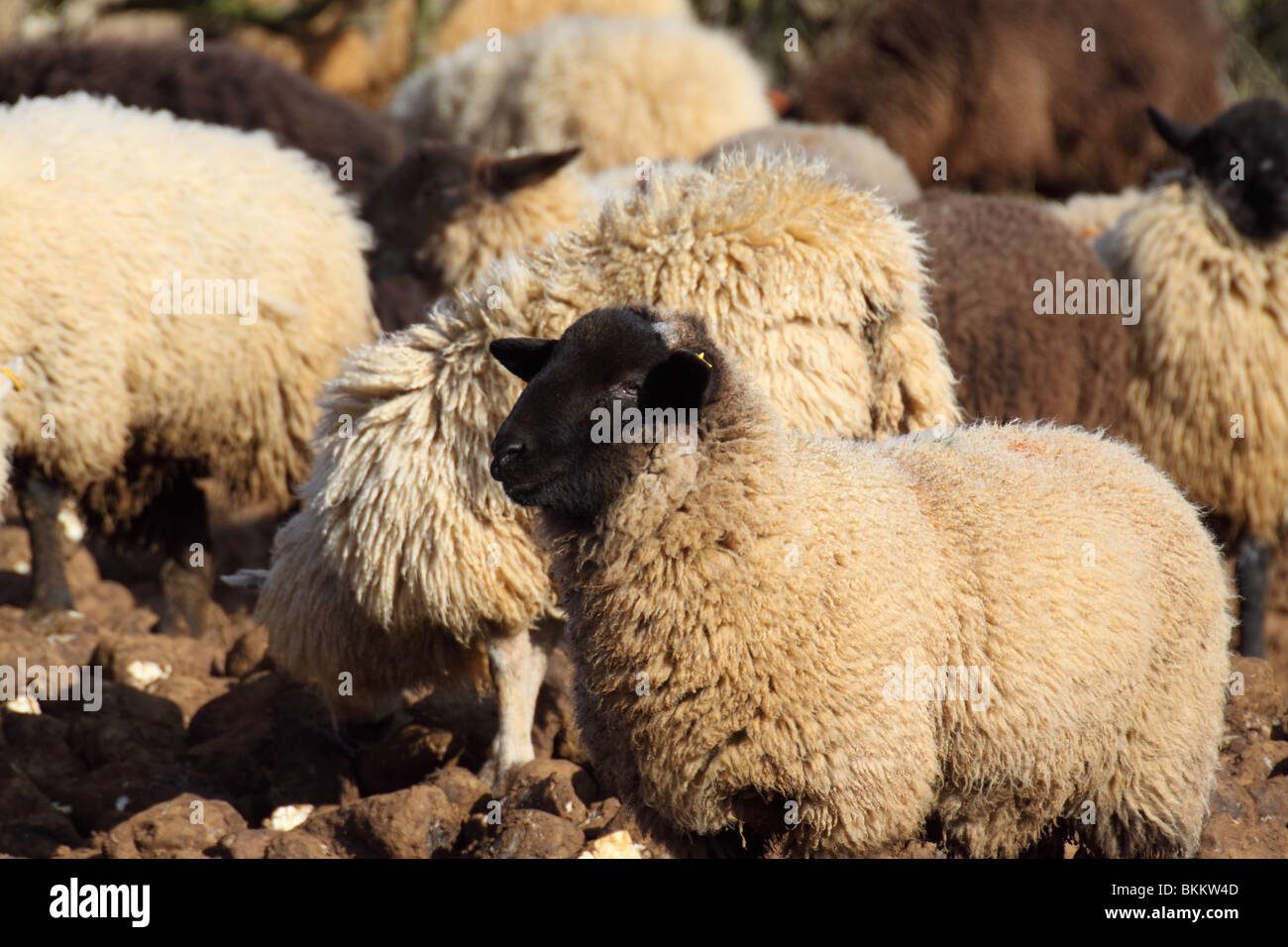 domestic sheep ovis aries ruminant mammal Stock Photo