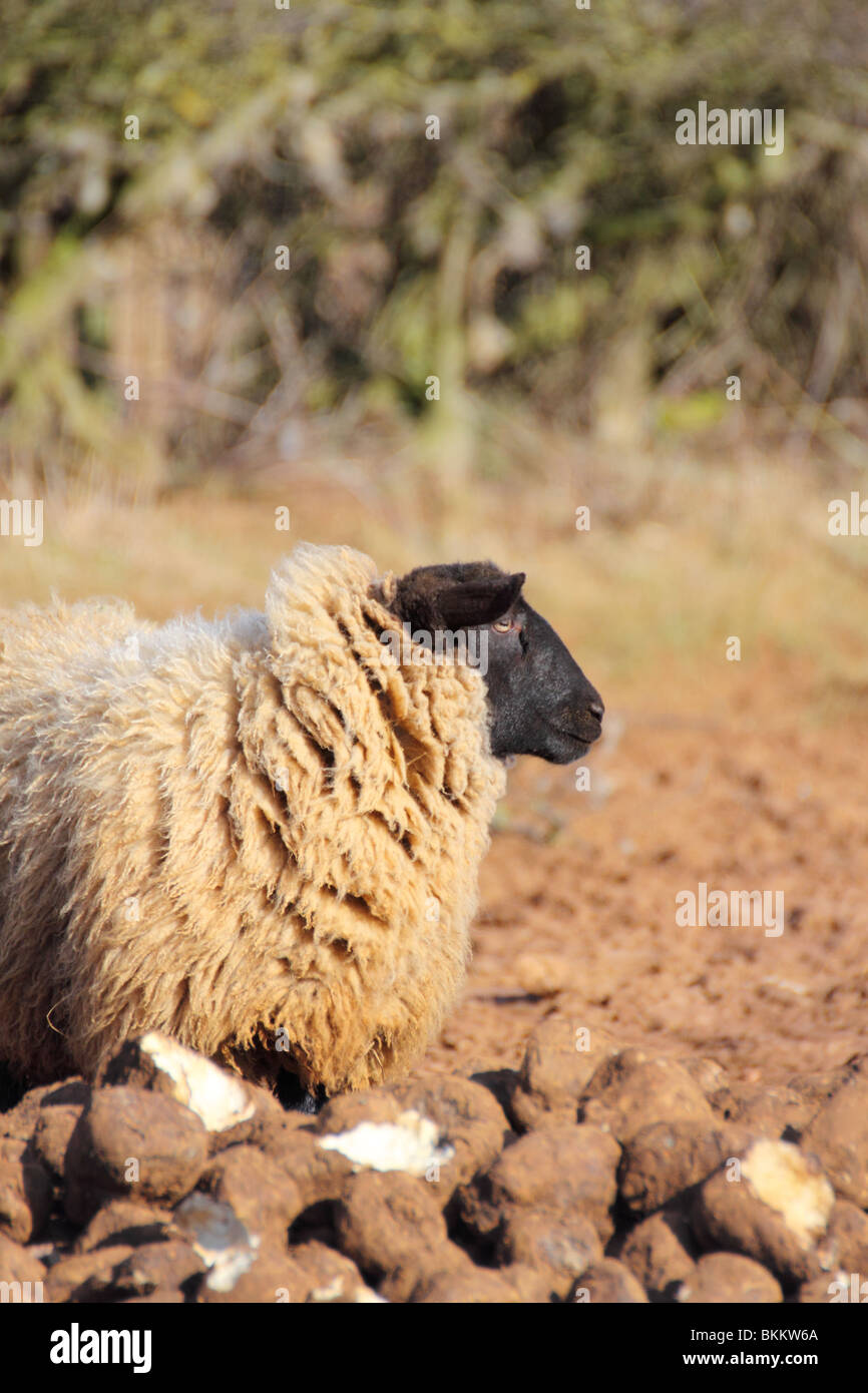 domestic sheep ovis aries ruminant mammal Stock Photo