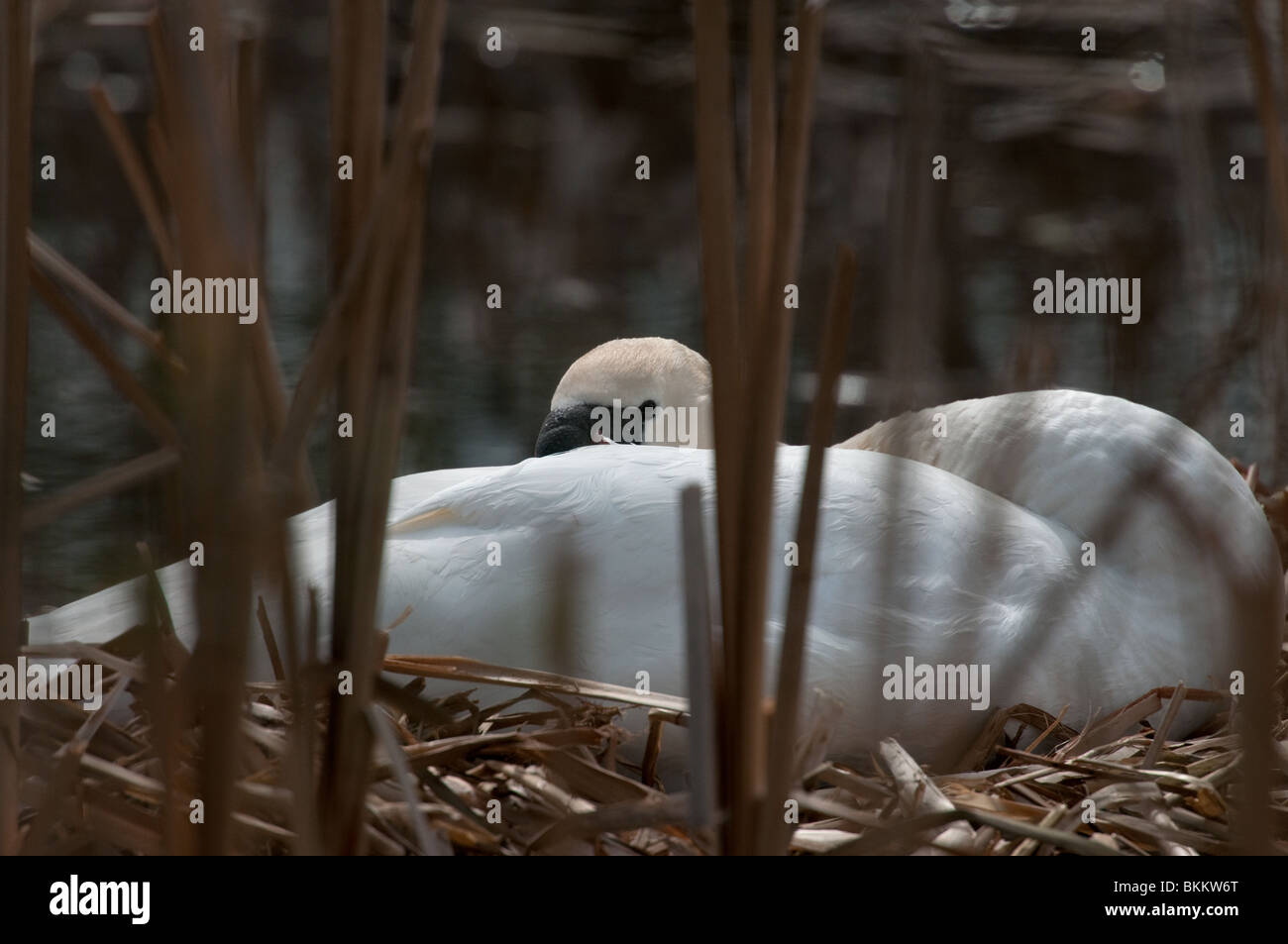Mute Swan on nest Stock Photo Alamy