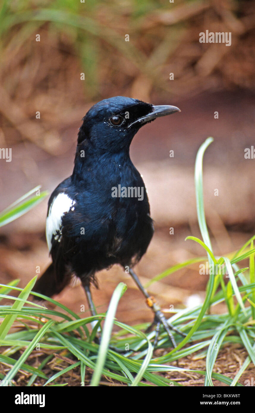 Seychelles magpie robin (Copsychus sechellarum), Cousine Island, Seychelles Stock Photo