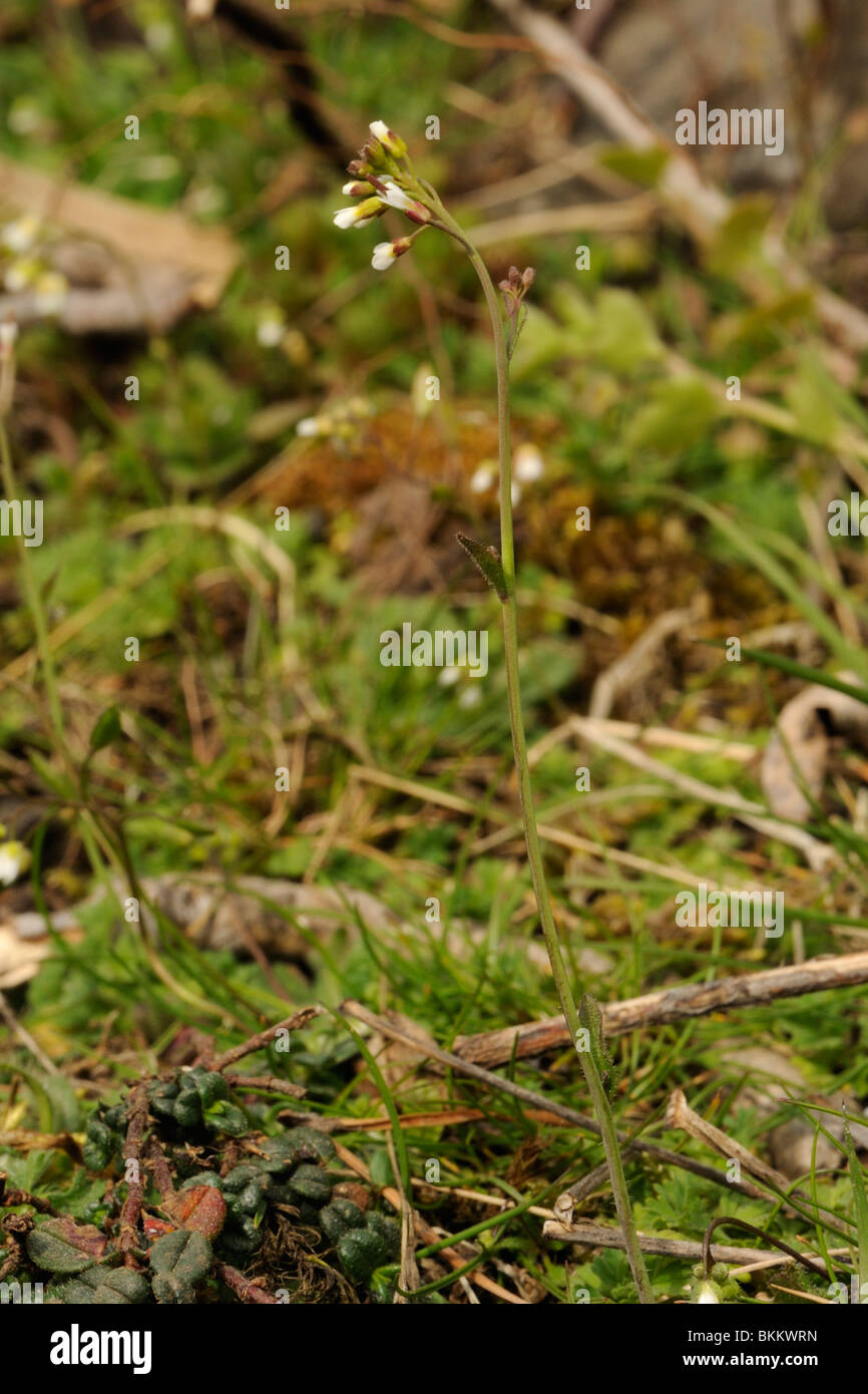 Thale Cress, arabidopsis thaliana Stock Photo