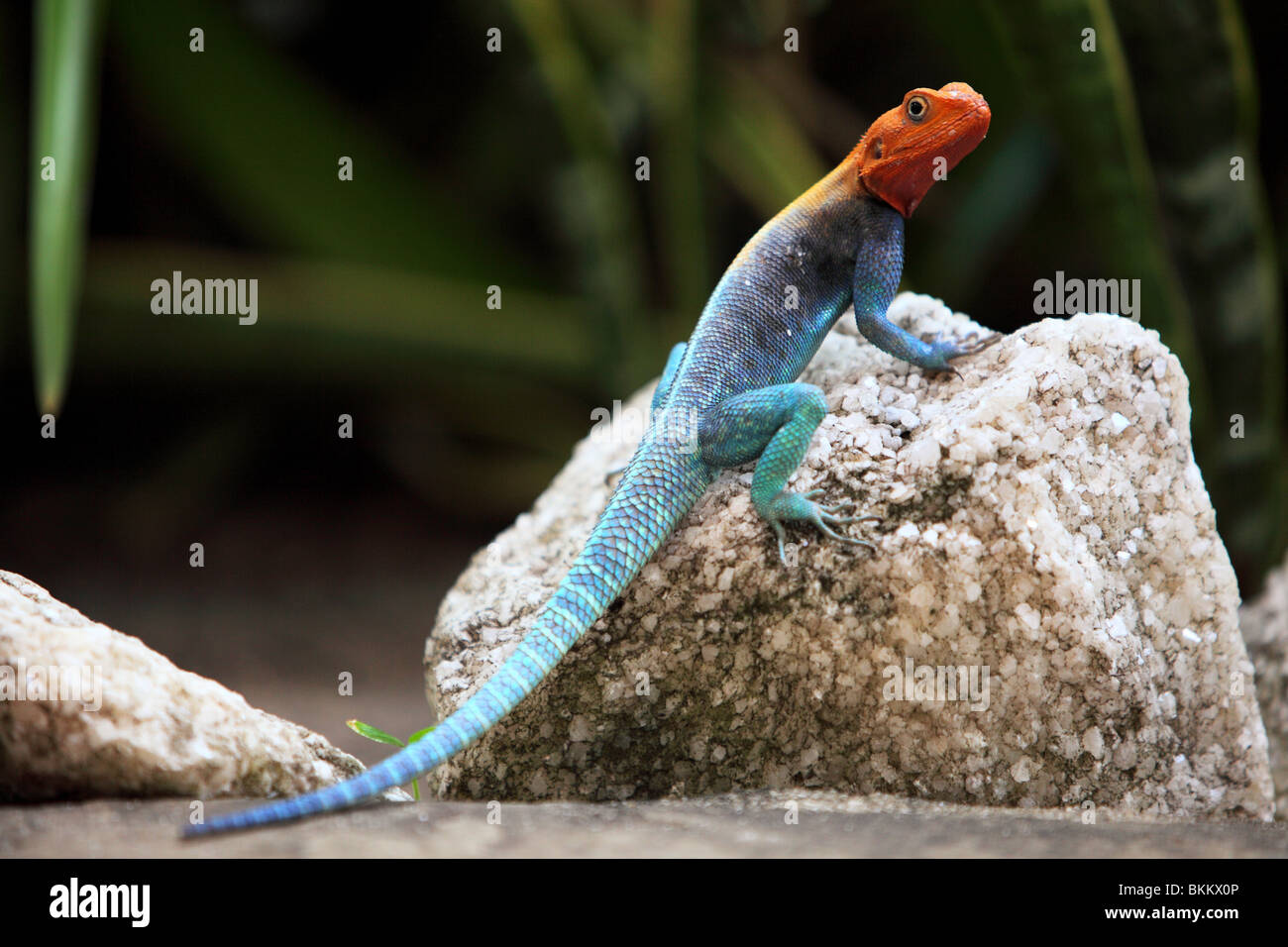 Redheaded rock agama, Agama, lizard, Agamidae, A native lizard to