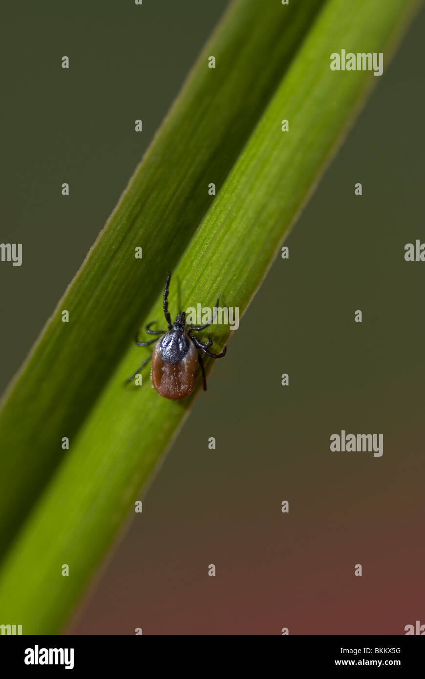 Grass tick hires stock photography and images Alamy