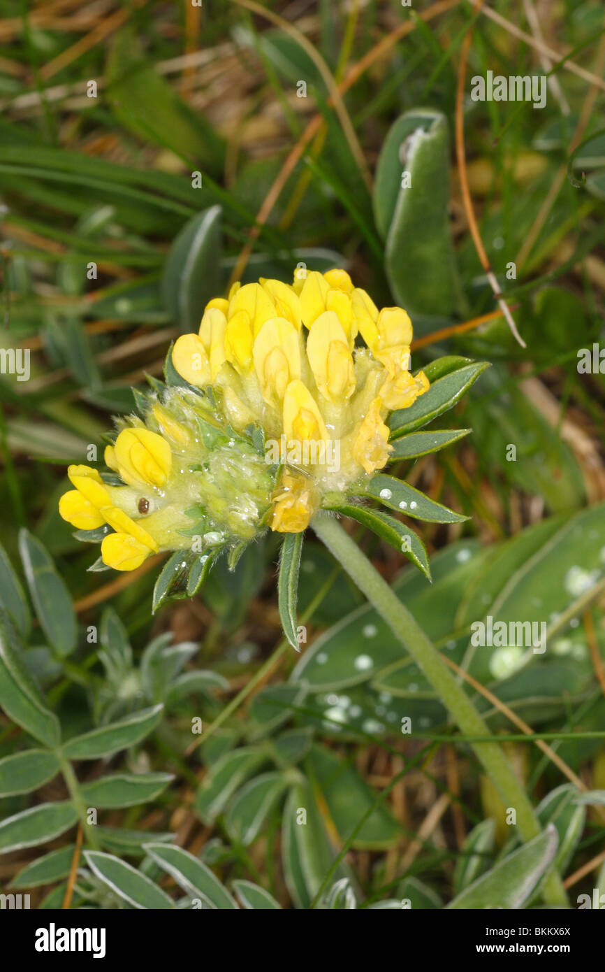 Yellow kidney vetch. Anthyllis vulneraria. soft cliff. Rock Cornwall, april. Stock Photo