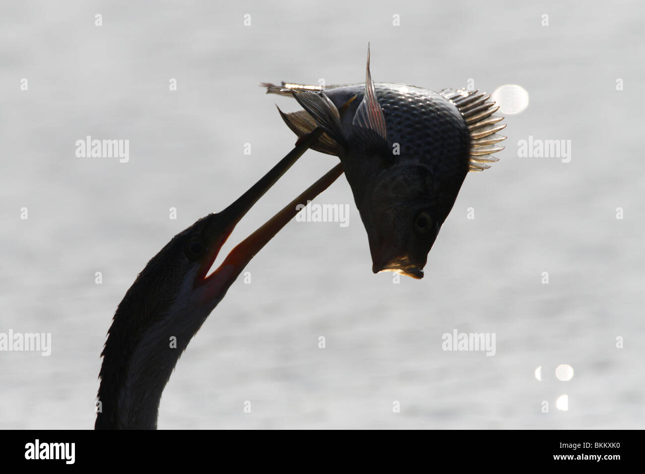 african darter with speared fish, kruger, park, south, africa Stock Photo