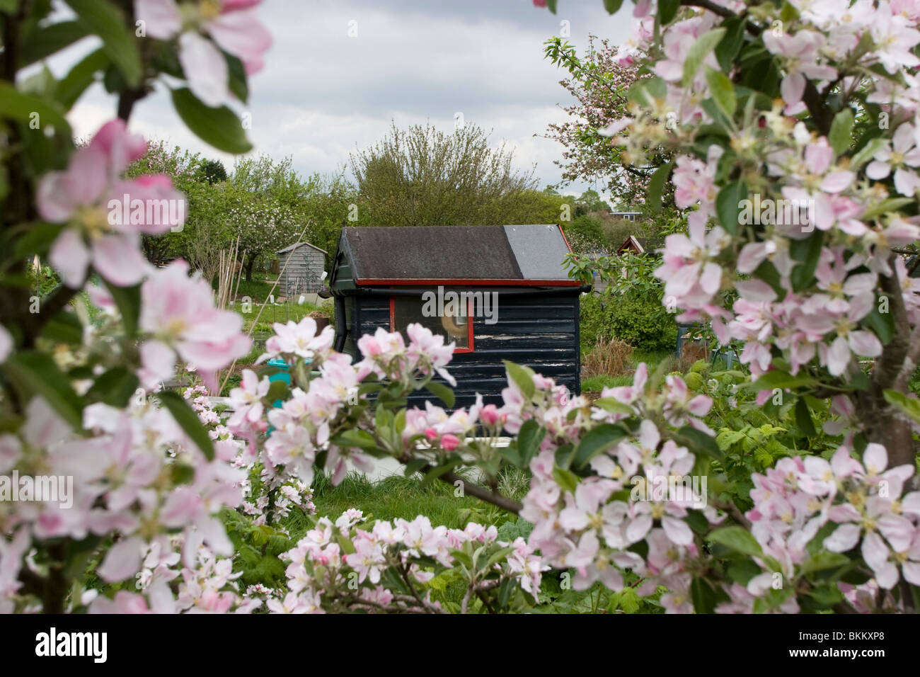 Horfield Allotment sheds etc., seen through apple blossom.  Horfield, Bristol, England. Stock Photo