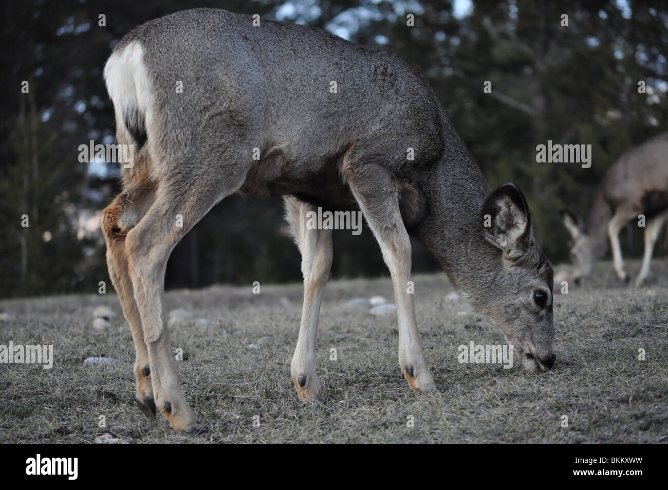 Young deer Stock Photo