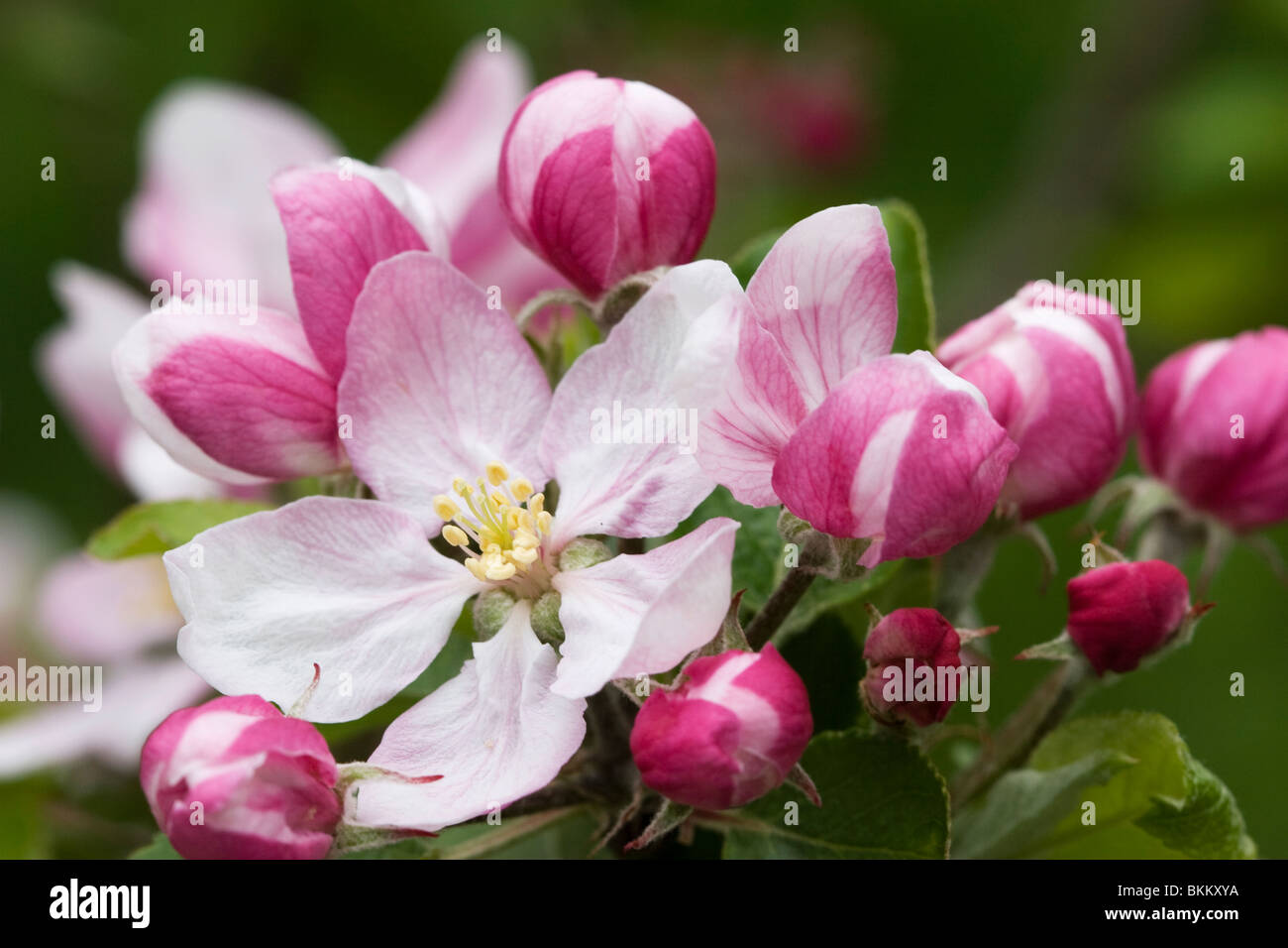 Blossom of the apple tree 'Rubinette', at Horfield Organic Community Orchard, Bristol. Stock Photo