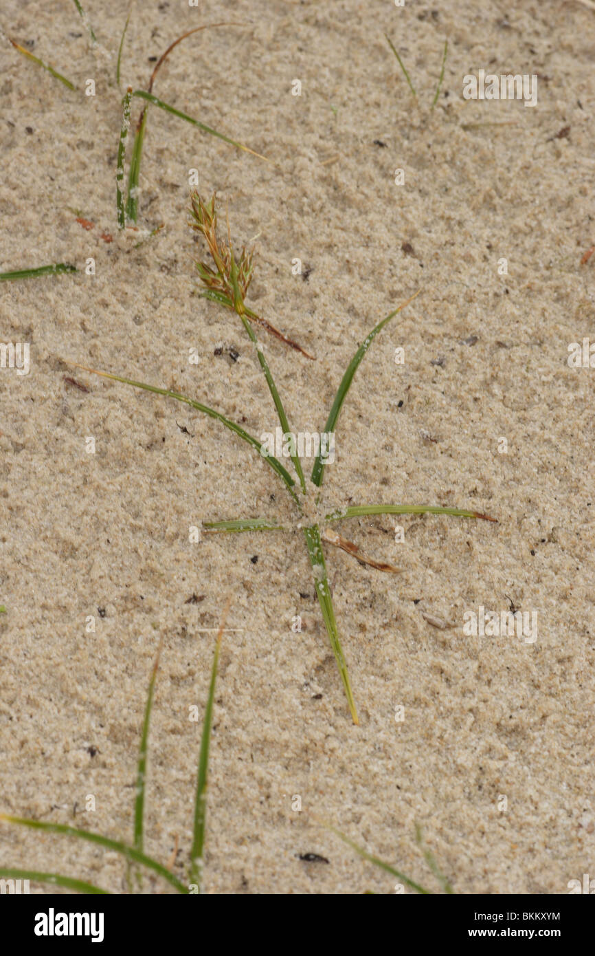 Sand sedge. Carex arenaria. On sandy beach, Studland Dorset. Stock Photo