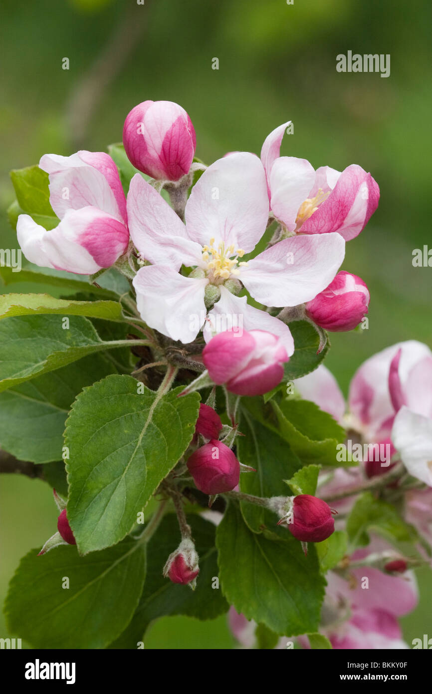 Blossom of the apple tree 'Rubinette', at Horfield Organic Community Orchard, Bristol. Stock Photo