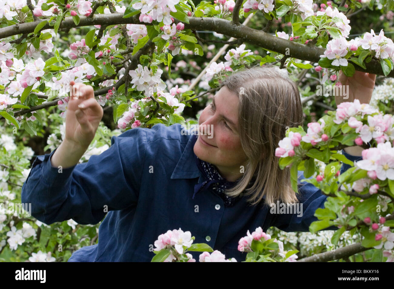 Apple blossom orchard hi-res stock photography and images - Alamy