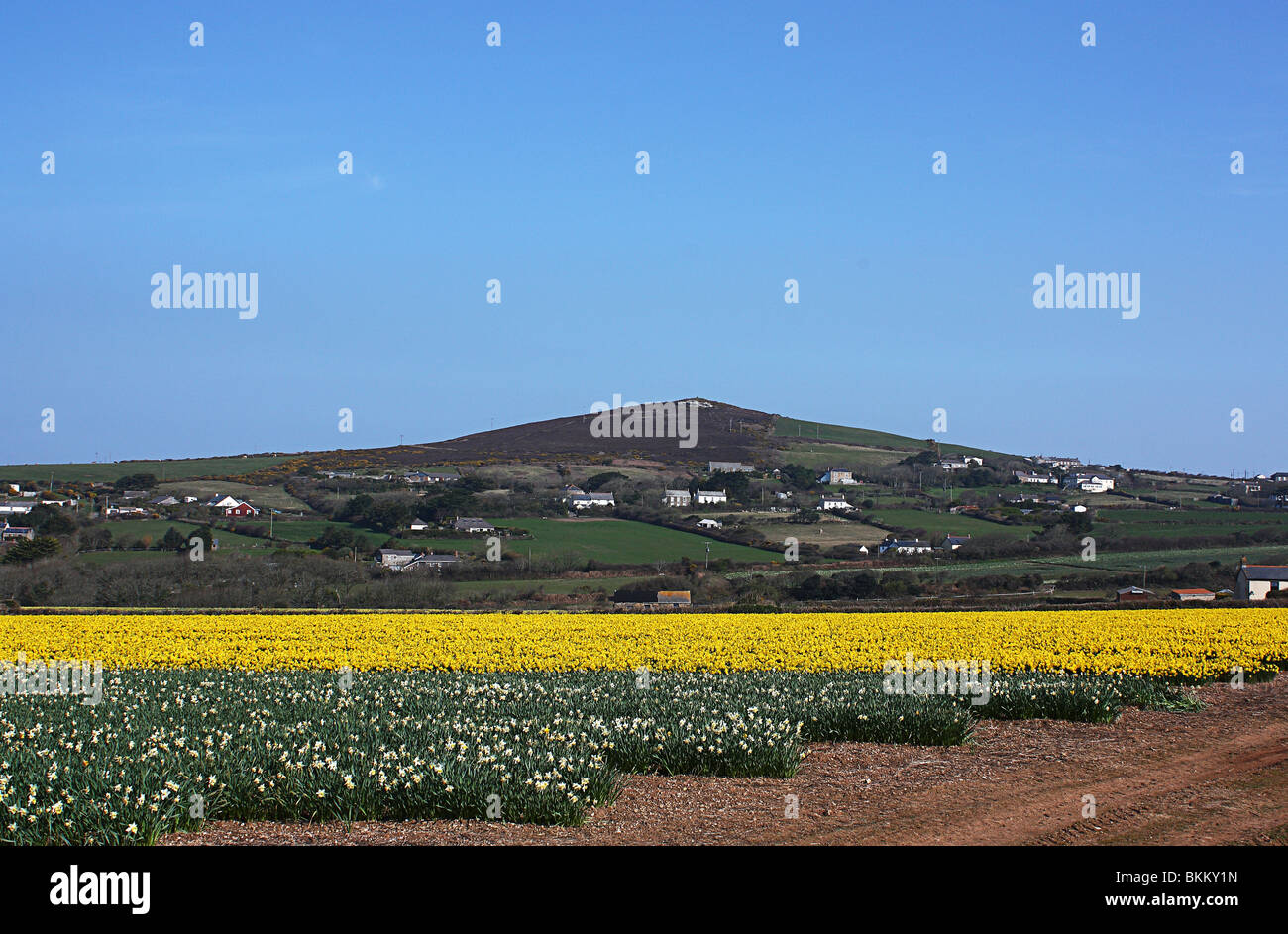 Daffodils in bloom at St.Agnes Beacon, Cornwall, England Stock Photo