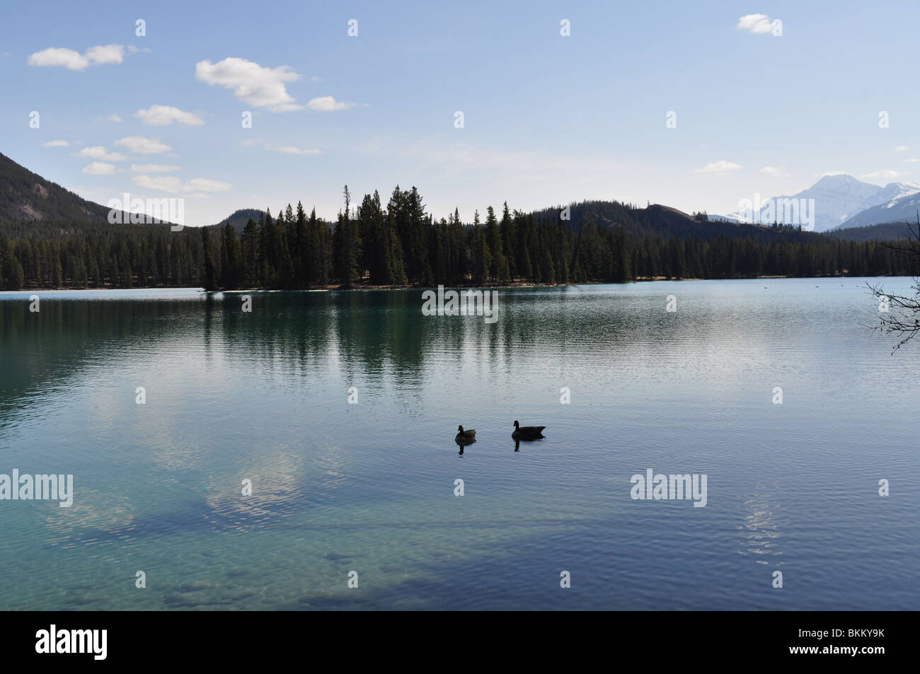 Two Ducks Crossing a calm lake. Stock Photo