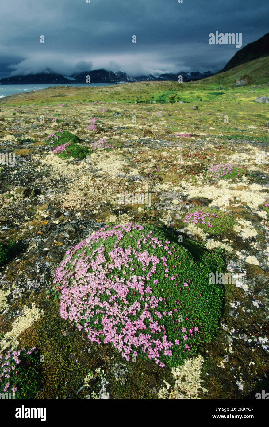 Norway, Svalbard, Kongsfjord, tundra in bloom, purple Saxifrage and other flowers. Stock Photo