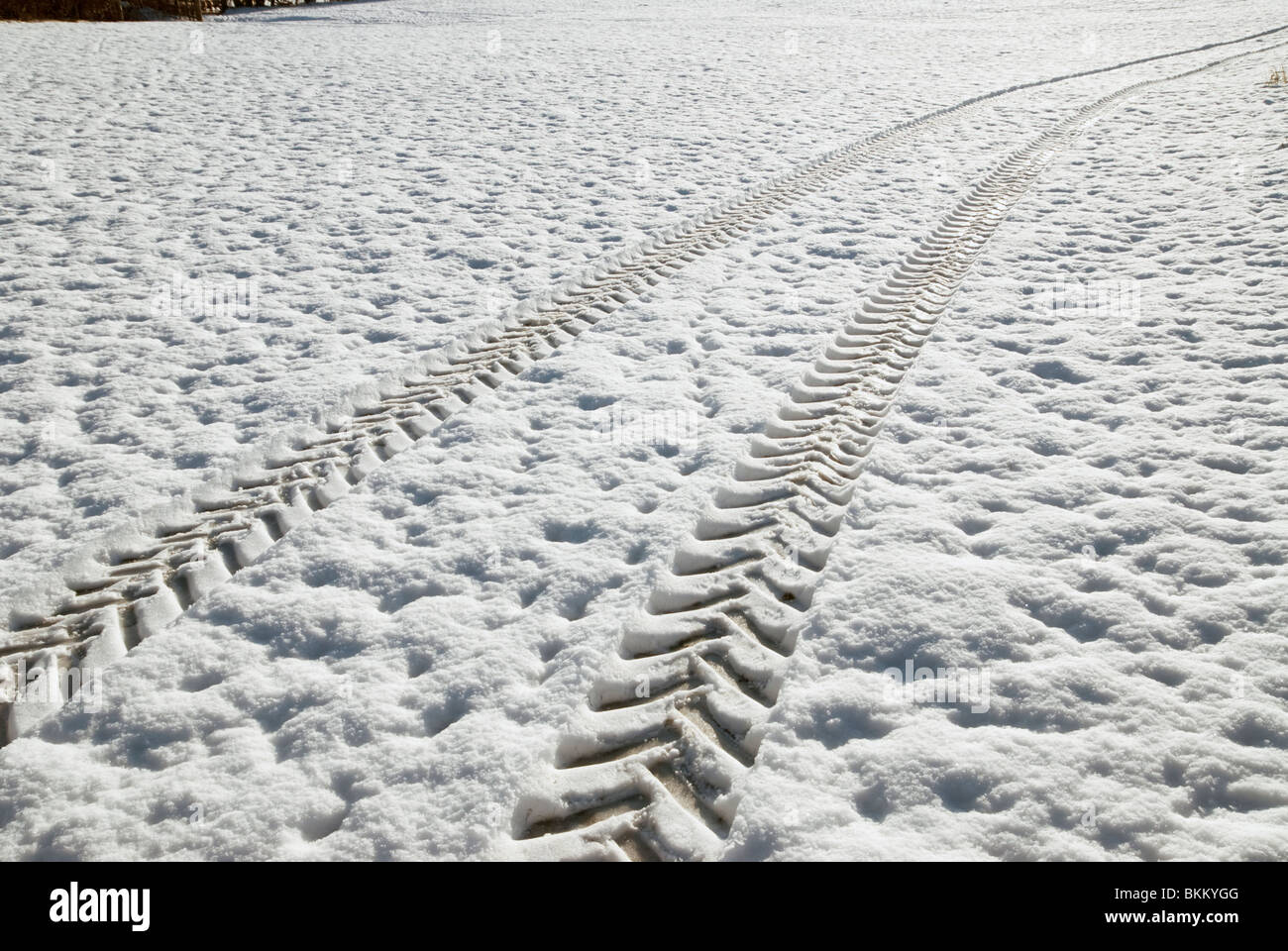 Tractor tyre tracks across a snowy field in Wales Stock Photo