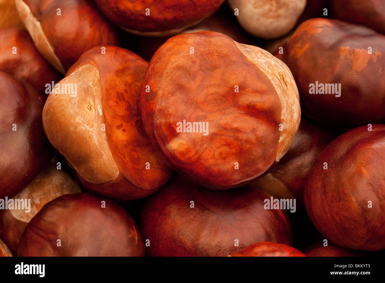A group of Horse-Chestnuts (conkers) Stock Photo